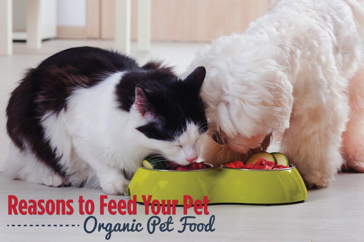 Reasons-to-Feed-Your-Pet-Organic-Pet-Food-header